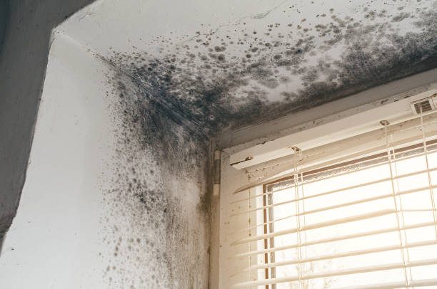 Affordable Basement Mold Removal solutions in Lebanon, KY